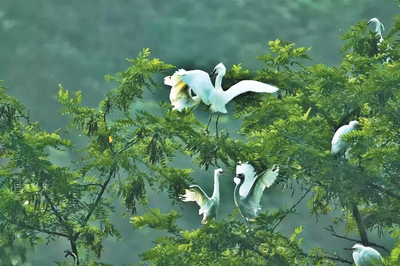 贯彻落实习近平生态文明思想：建设人与自然和谐共生的美丽中国